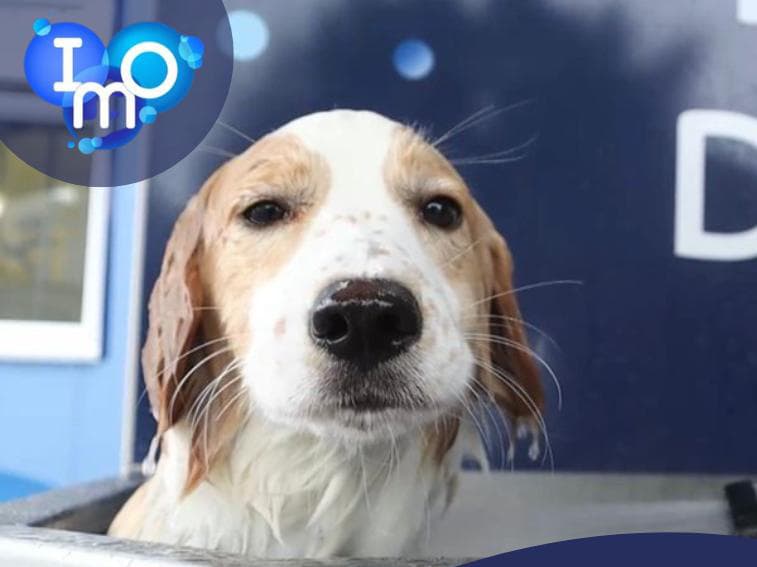 Happy dog at the IMO dog wash